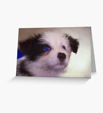Border collie puppy Greeting Card
