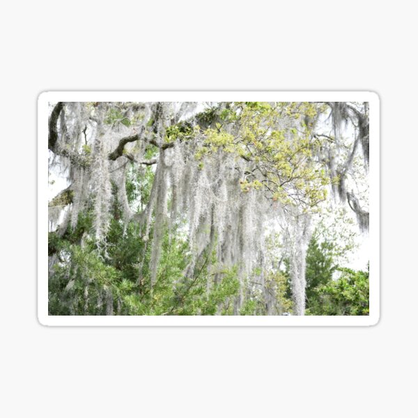 Item preview, spanish moss designed and sold by sarelitay.