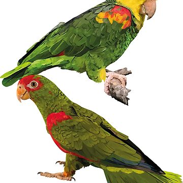 Artwork thumbnail, Parrots by obscurite