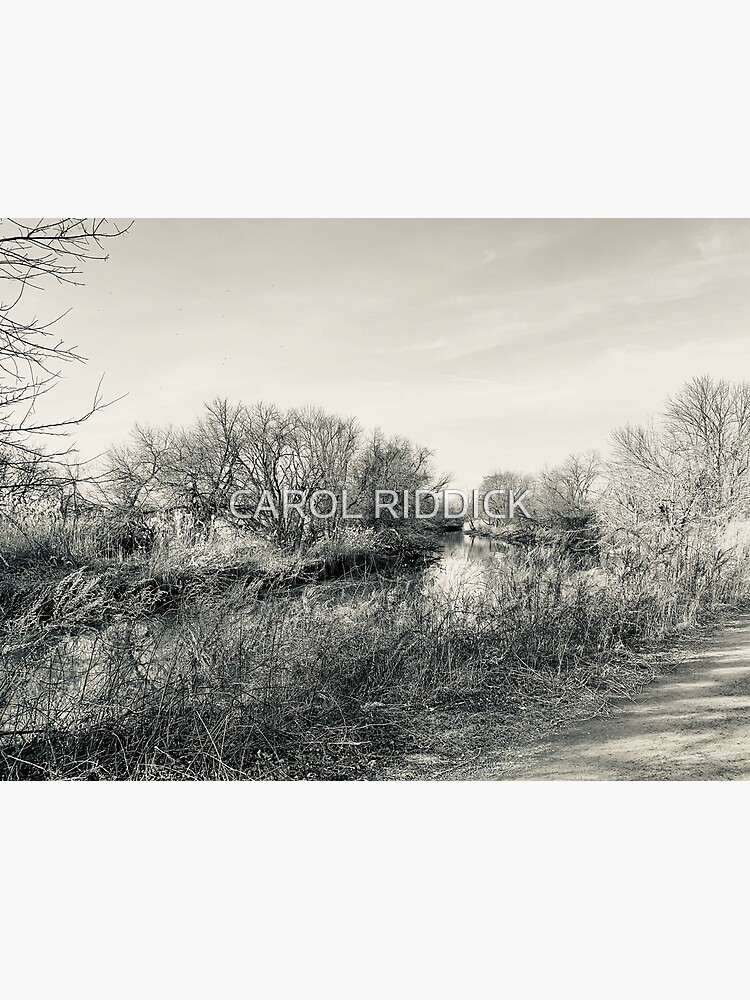 Wildlife and Landscape by CarolRiddickArt