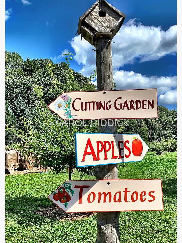 A Day at the Orchard by CarolRiddickArt