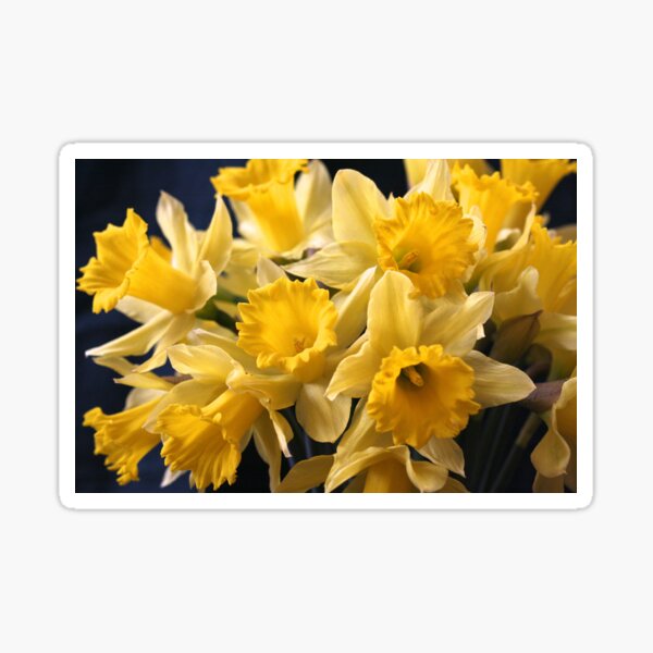 Bouquet of Bright Yellow Daffodils Sticker