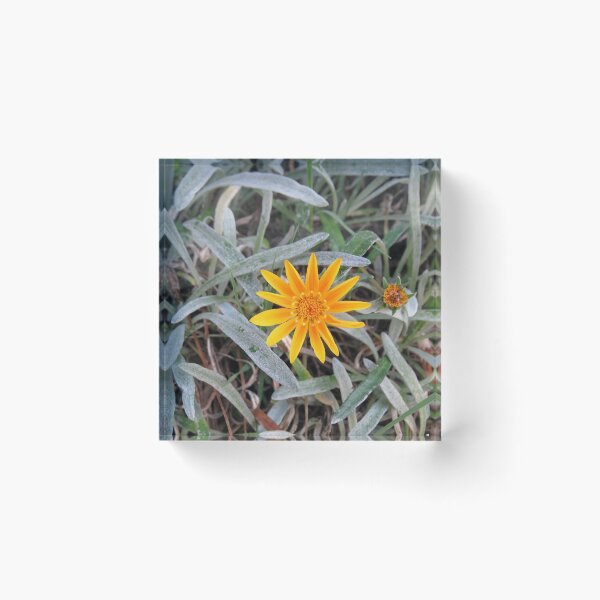 Item preview, Orange gazania designed and sold by greentiger1.