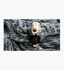 Canines Photographic Print