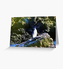 Penguin Near Isabela In The Galapagos Islands Greeting Card
