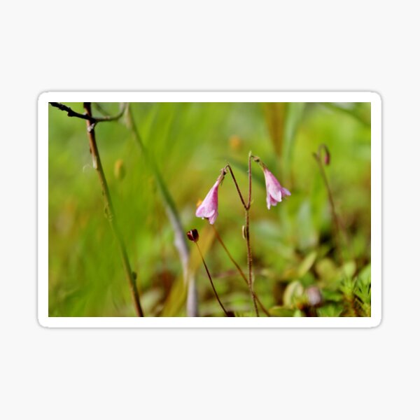 Twinflower II Sticker