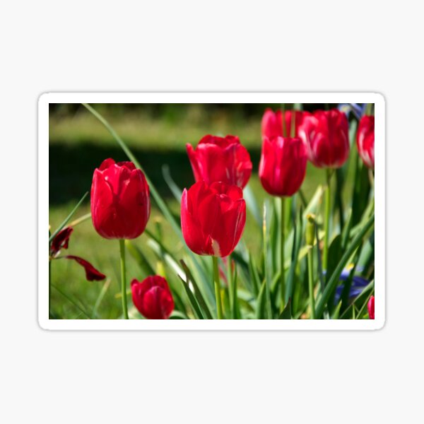Red tulips in spring Sticker