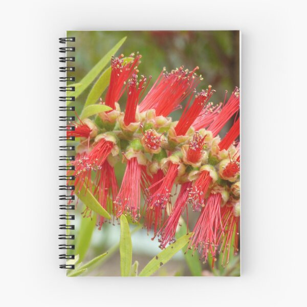 Item preview, Bottlebrush red flower designed and sold by dees-photos.