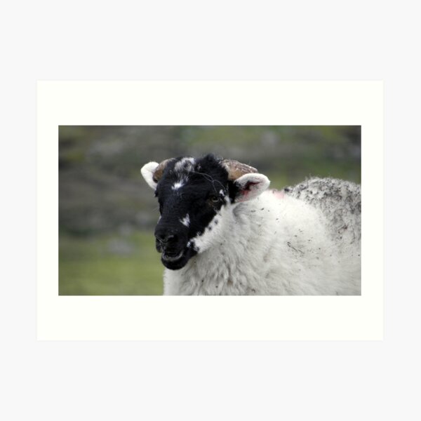 Laughing black faced lamb Art Print