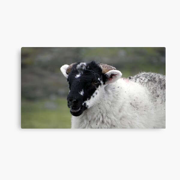 Laughing black faced lamb Canvas Print
