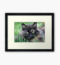Dusty Tortie Framed Print