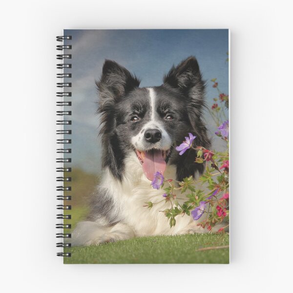 Item preview, Border Collie designed and sold by Carrie Southerton Dog Photography.