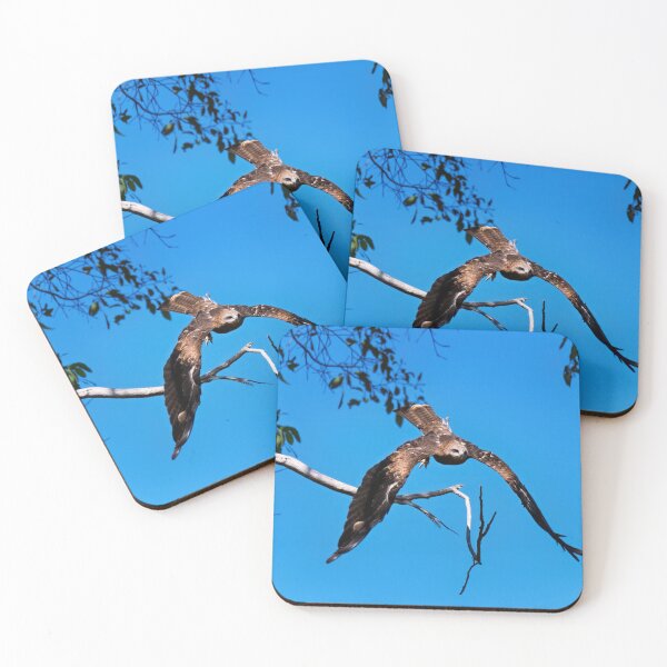 Item preview, Whistling kite photo designed and sold by hendrikspix.