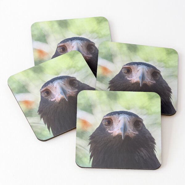 Item preview, Wedge-tailed eagle portrait photo designed and sold by hendrikspix.