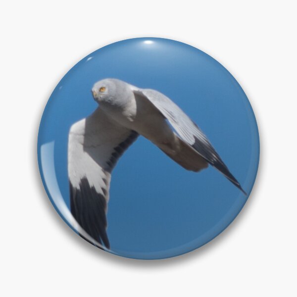 Item preview, Male Hen Harrier designed and sold by Derren Jones.