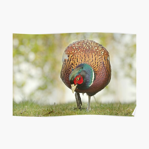 Pheasant Poster