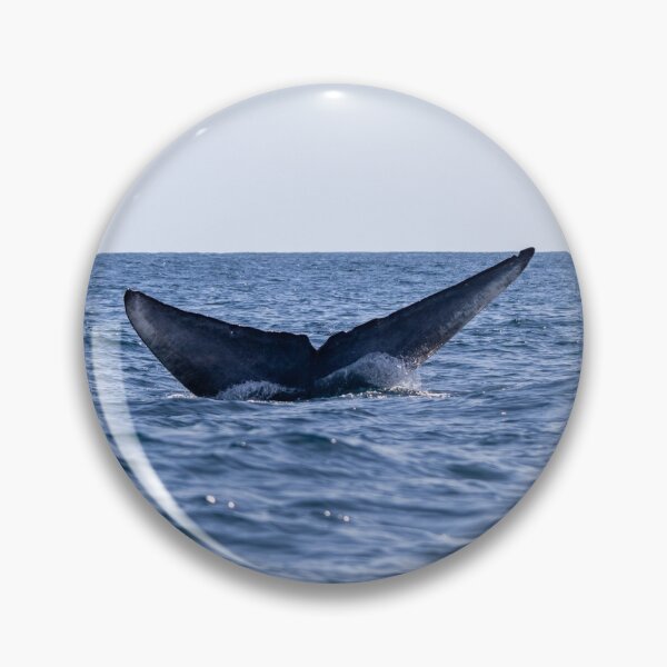 Item preview, Fluke of a Blue whale diving into the deep Atlantic, at Azores islands. designed and sold by AylaHarbich.