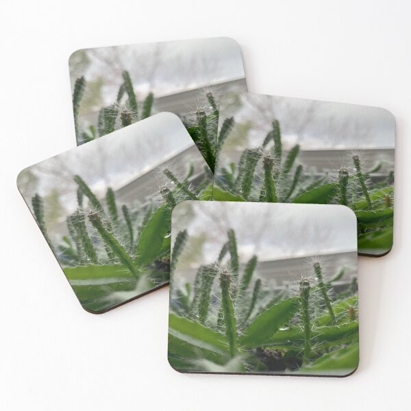 Item preview, Baby cacti  designed and sold by Lil-Ari.