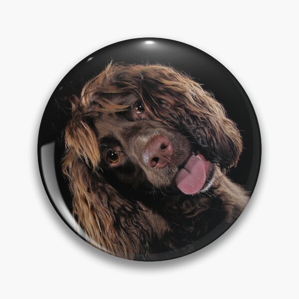 Item preview, Cute Springer Spaniel designed and sold by Carrie Southerton Dog Photography.