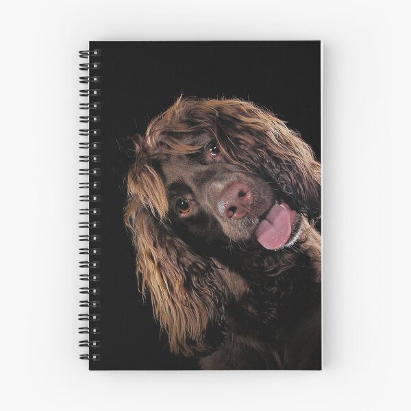 Item preview, Cute Springer Spaniel designed and sold by Carrie Southerton Dog Photography.