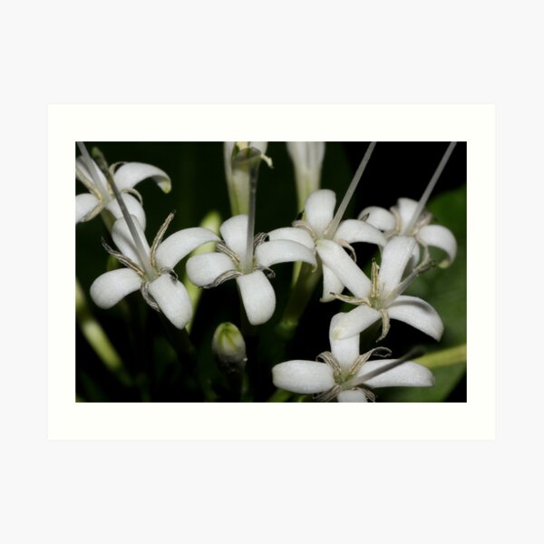 Pavetta australiensis Art Print