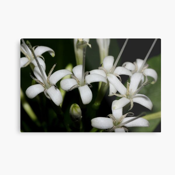 Pavetta australiensis Metal Print