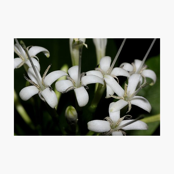 Pavetta australiensis Photographic Print