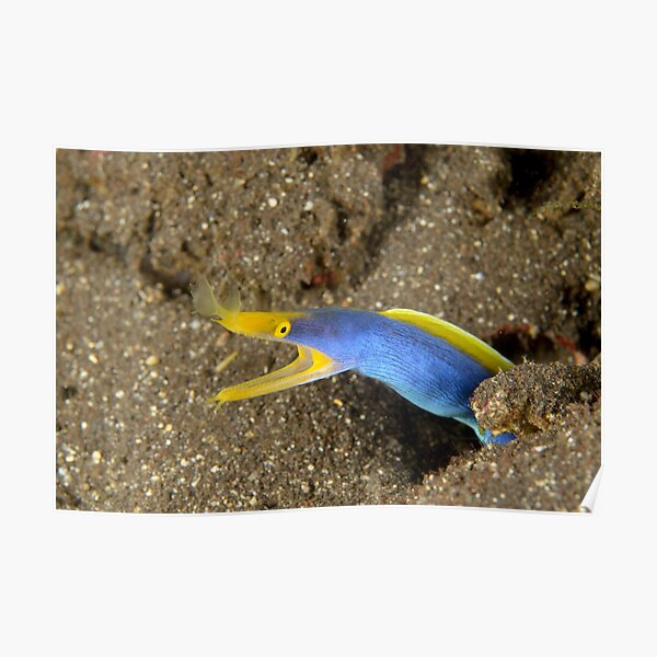 Blue-ribbon Eel - Rhinomuraena quaesita Poster