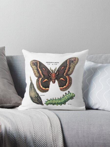 Item preview, cecropia moth life cycle designed and sold by cottagefrog.