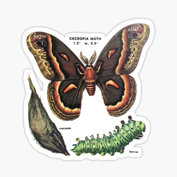 Item preview, cecropia moth life cycle designed and sold by cottagefrog.