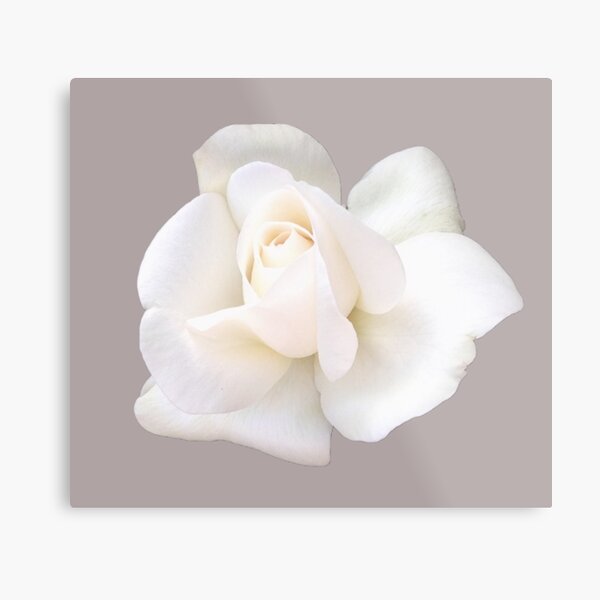 Item preview, White Sugar Moon Rose Close-up on Rich Taupe designed and sold by InalterataArt.