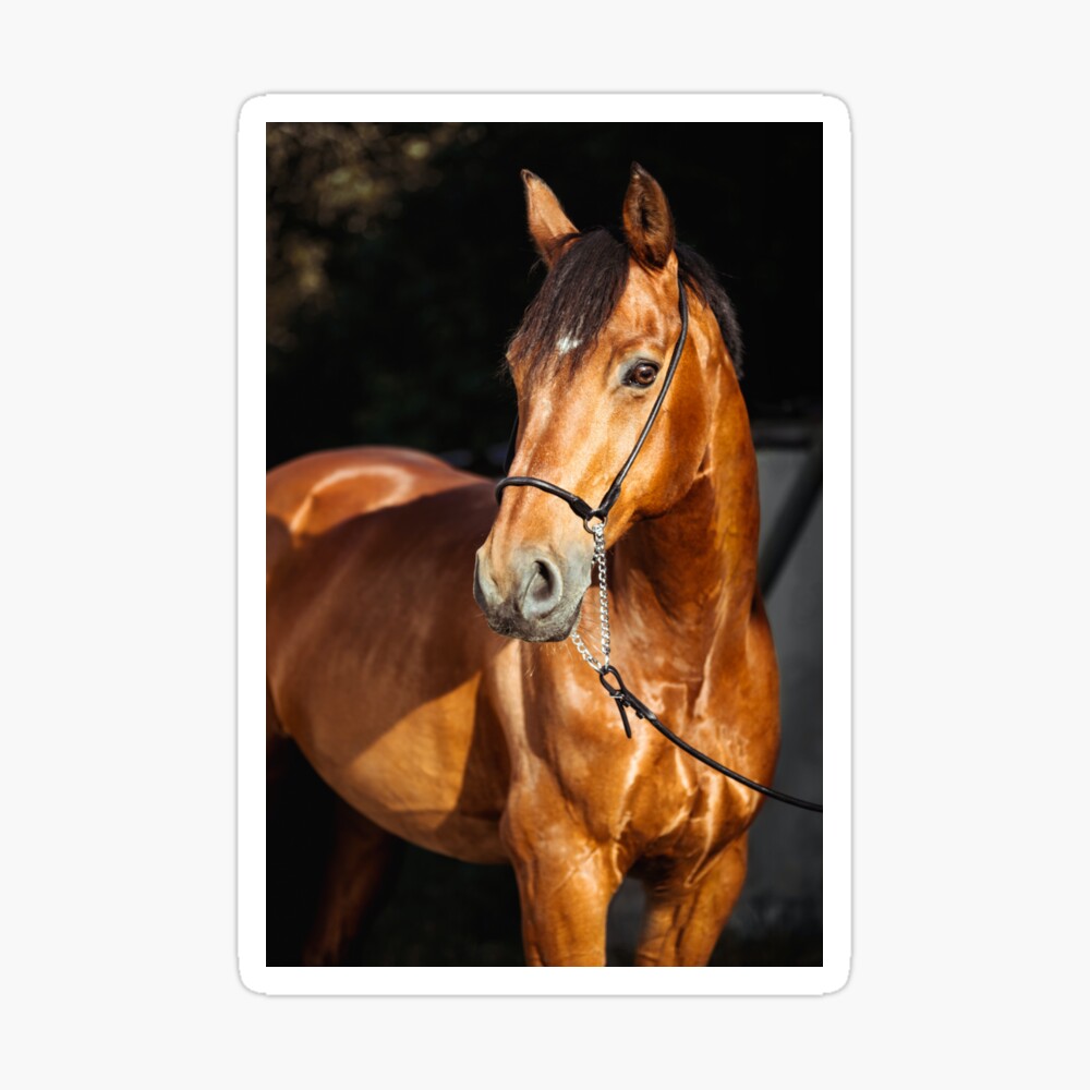 HD wallpaper: Run Beauty Run, gorgeous, black, beautiful, horse, animals |  Wallpaper Flare
