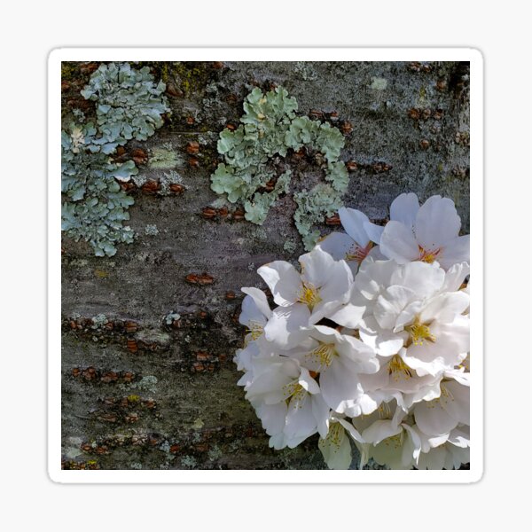 Cherry Blossoms and Bark Sticker