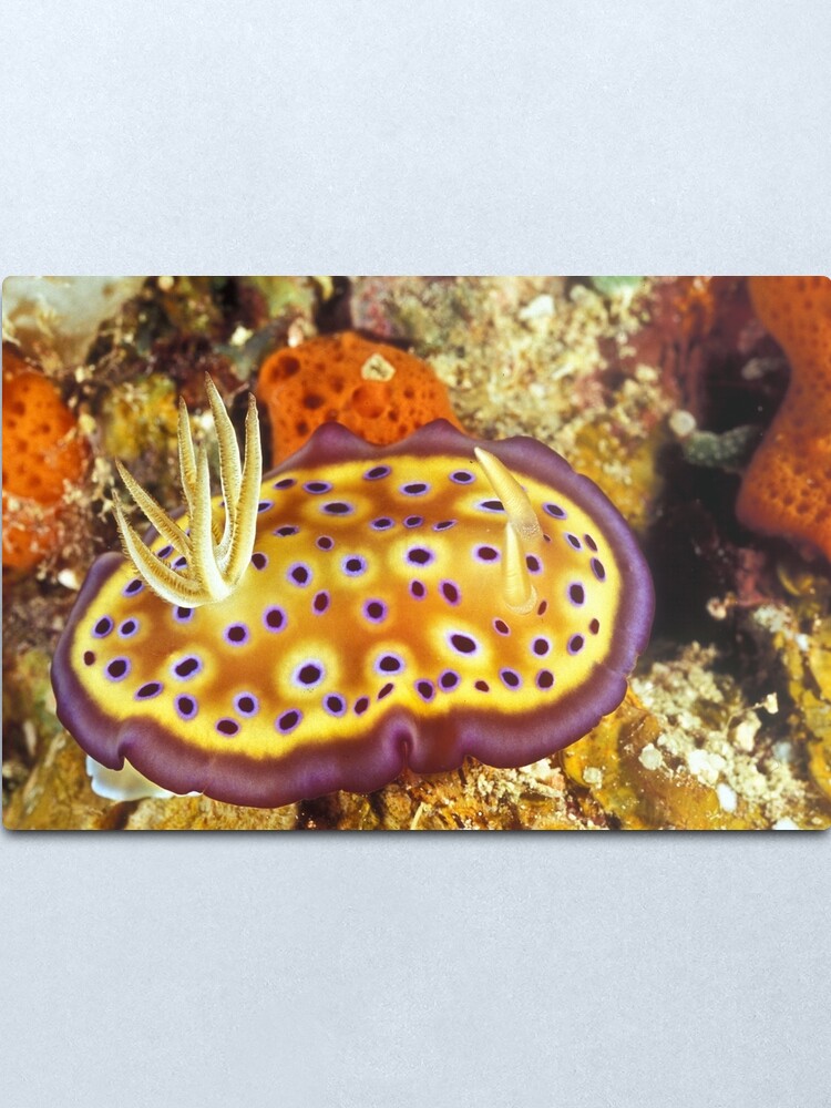 Alternate view of Blueberry pancake Metal Print