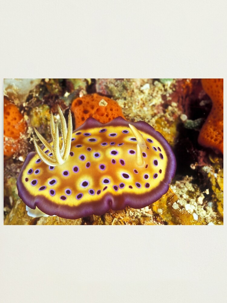 Alternate view of Blueberry pancake Photographic Print