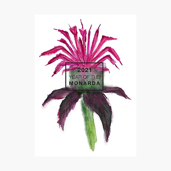 2021 is the Year of the Monarda! Photographic Print