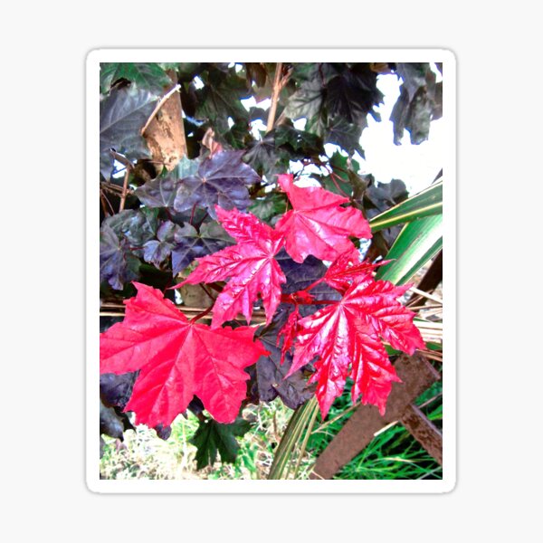 Item preview, Red Leaves designed and sold by Shulie1.