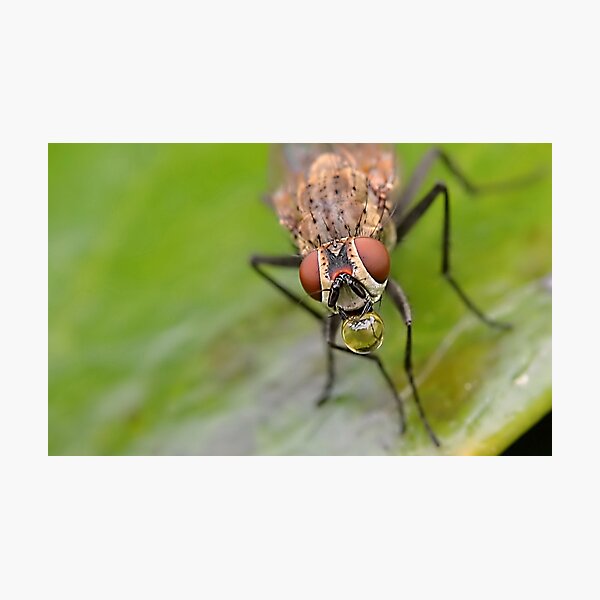Item preview, Fly With Droplet designed and sold by relayer51.