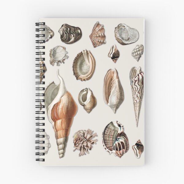 Item preview, Vintage Seashells Mollusc Marine Beach Snail Shell    designed and sold by Gsallicat.