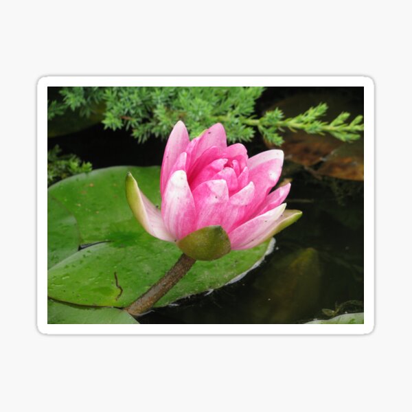 Water Lily Sticker
