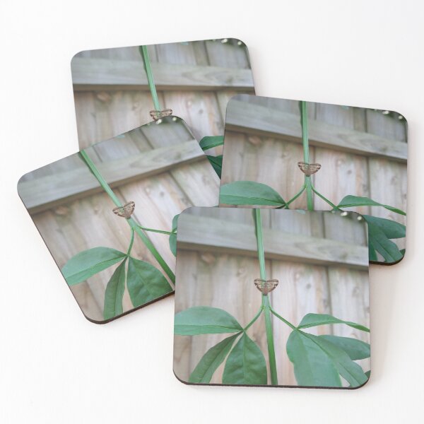 Item preview, Passionvine hopper designed and sold by greentiger1.
