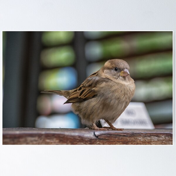Item preview, Bright and Chirpy designed and sold by AlChris.