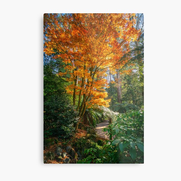 Fiery Orang Autumn Colors Metal Print