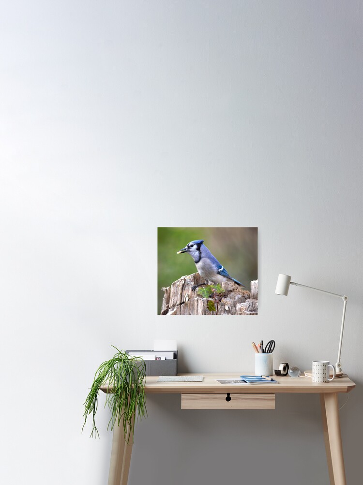 Cute Blue Jay Posters for Sale