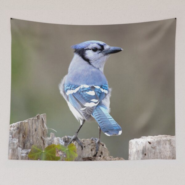 Artikelvorschau, Der süße blaue Jay wirft mir einen "Komm her" -Look zu entworfen und verkauft von walkswithnature.