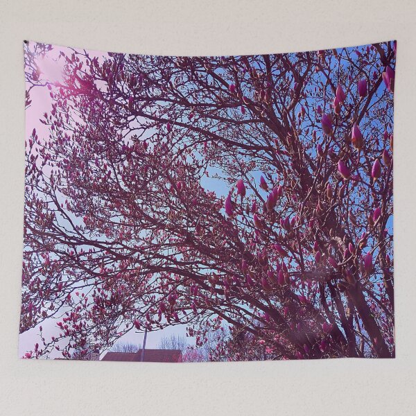 Item preview, Magnolia Liliiflora Tree in the Sunlight designed and sold by Mothe3rd.