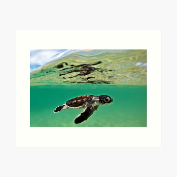 Long-distance swimmer Art Print