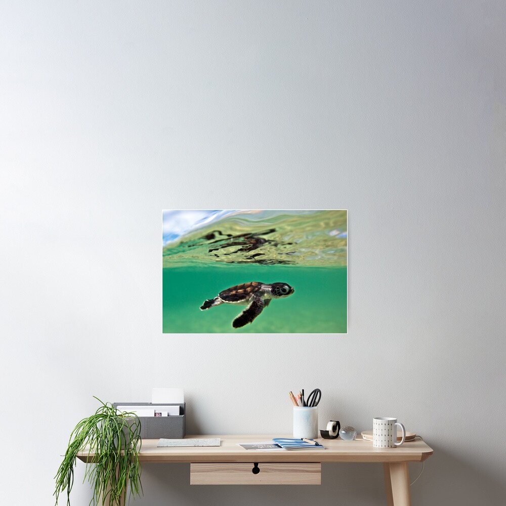 Long-distance swimmer Poster