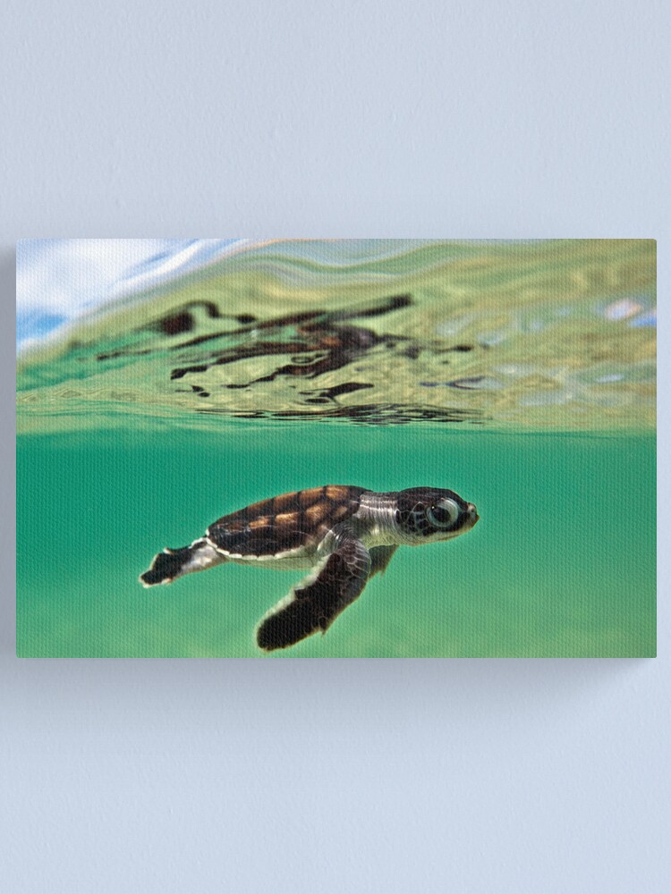 Alternate view of Long-distance swimmer Canvas Print