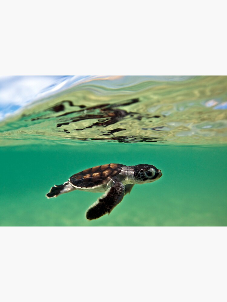 Long-distance swimmer by DavidWachenfeld
